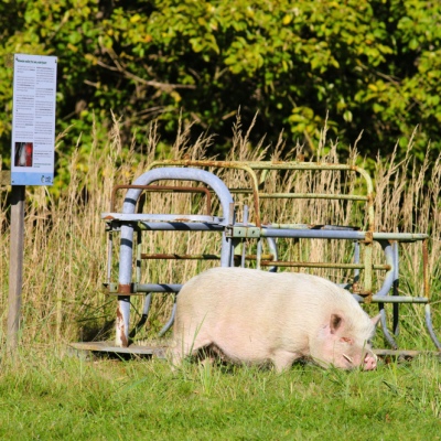 Minischwein Eddie mit einem „Abferkelkorb“ im Hintergrund im Land der Tiere