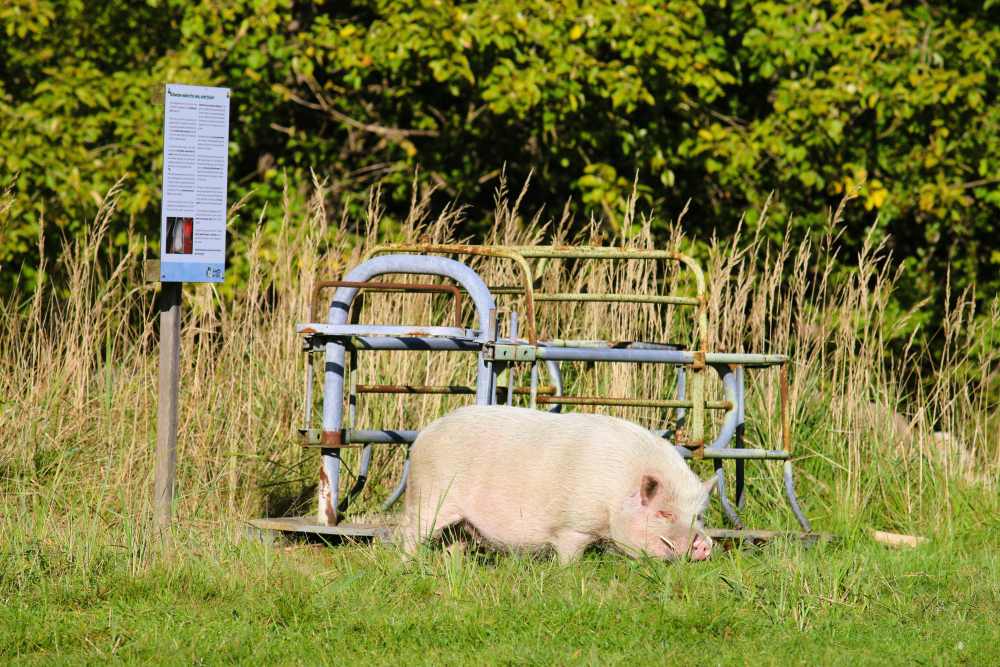 Minischwein Eddie mit einem „Abferkelkorb“ im Hintergrund im Land der Tiere