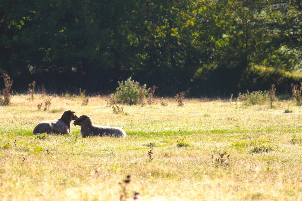 Die Schafe Fritzi & Fanta liegen im Gras im Schafland im Land der Tiere