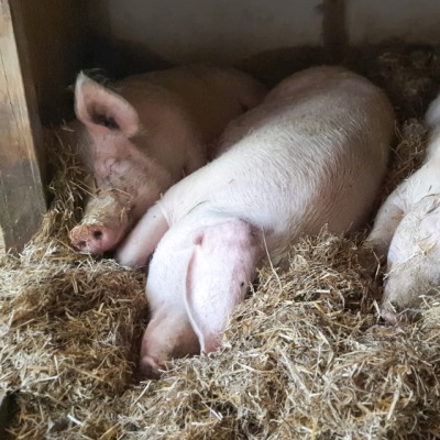 Die gerettete Schweinefamilie um Hanna und ihre Kinder Willi, Hein & Pia liegt im Strohbett im Land der Tiere