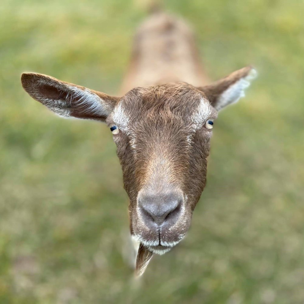 Ziege Lohreley im Land der Tiere