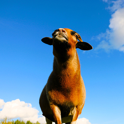 Pepe, gerettetes Schaf im Land der Tiere, dem veganen Tierschutzzentrum zwischen Hamburg, Berlin und Lüneburg