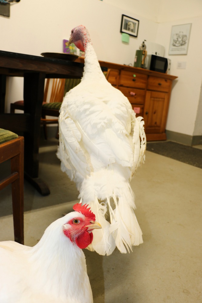 Der gerettete Puter Pü und Cosma, ein gerettetes "Mast"-Huhn, im Land der Tiere