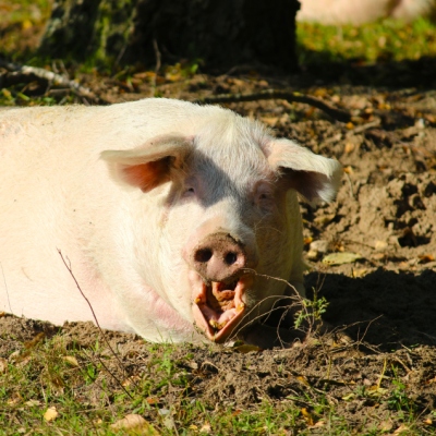 Schwein Rosalie liegt in der Sonne und gähnt im Land der Tiere