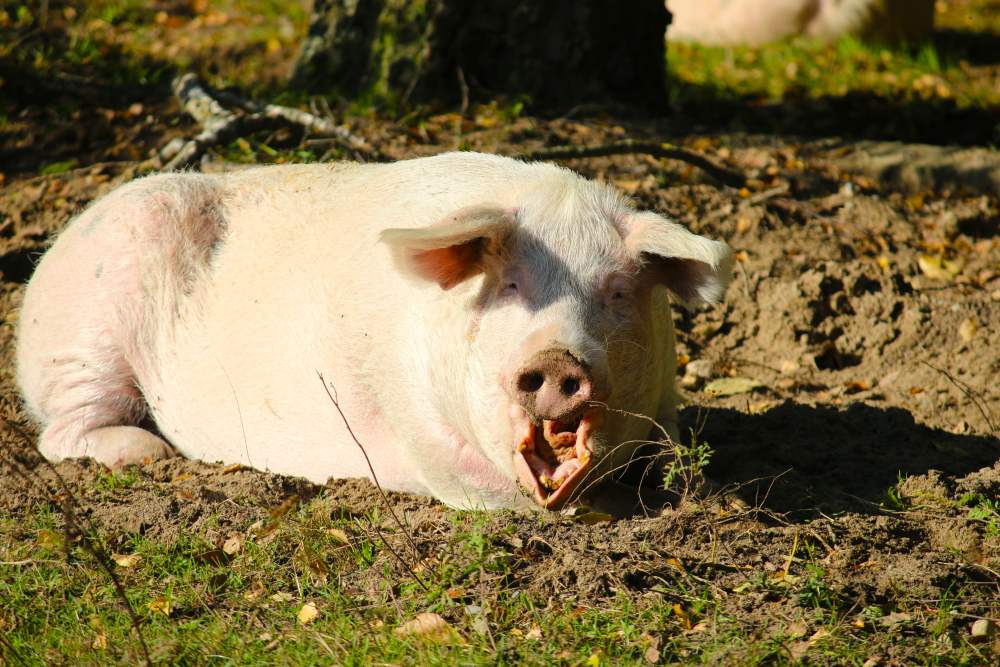 Schwein Rosalie liegt in der Sonne und gähnt im Land der Tiere