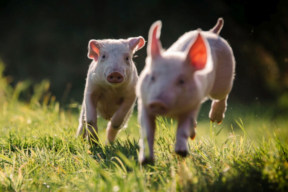 Die Schweine Anni und Rosalie im Land der Tiere