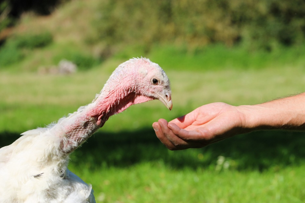 Pute Anouschka im Land der Tiere