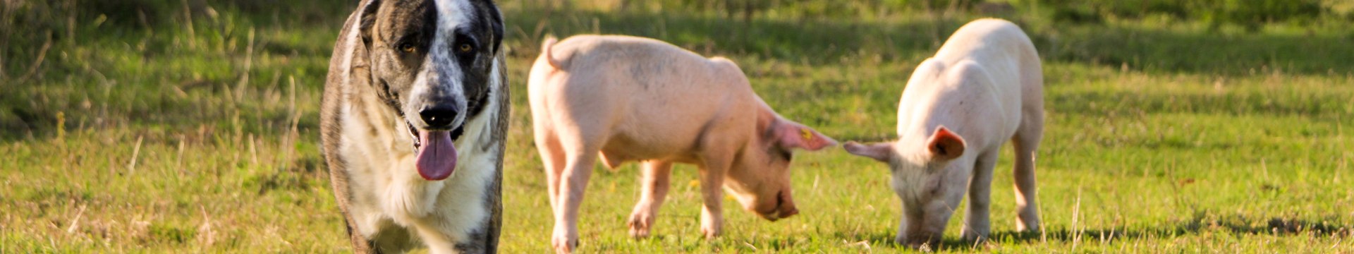 Hündin Muli und die Schweine Felix, Helge und Knut im Land der Tiere