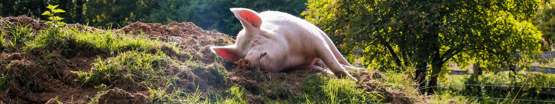 Schwein Anni schläft auf einem Erdhügel im Schweineland im Land der Tiere
