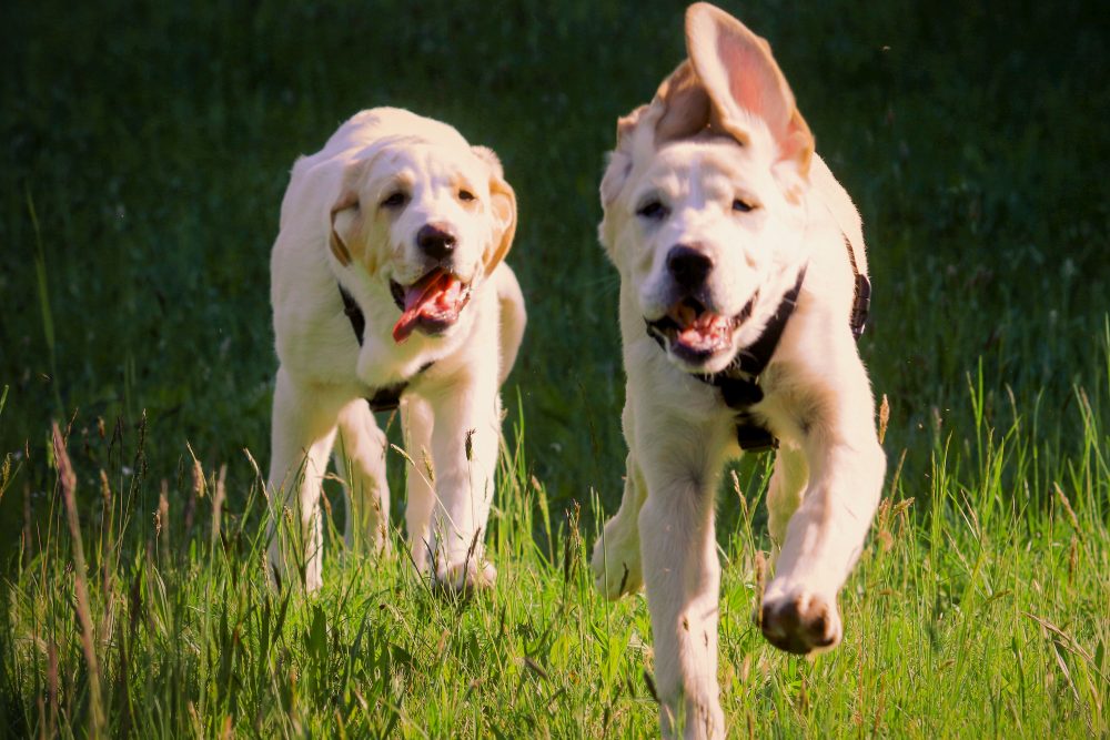 Die Hündinnen Lola und Carla im Land der Tiere