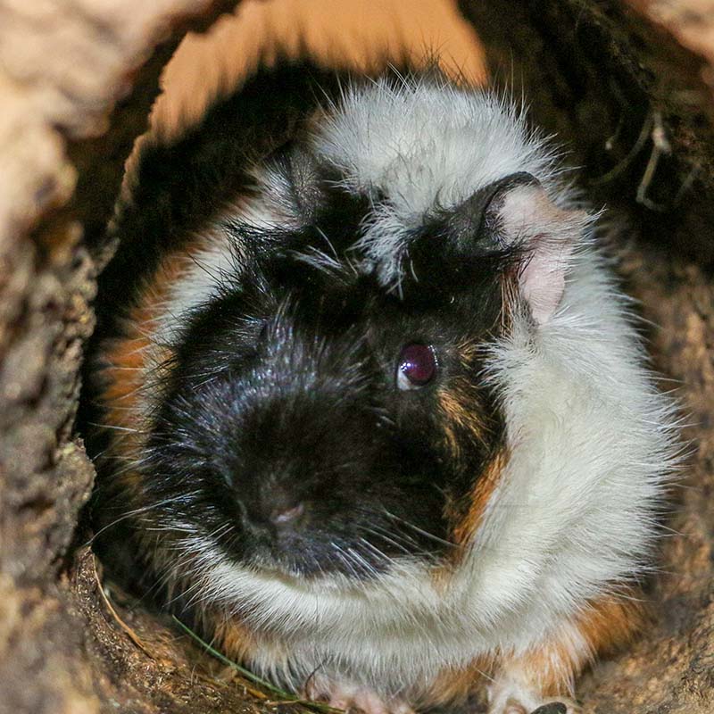 Patenschaft für Papaya abschließen