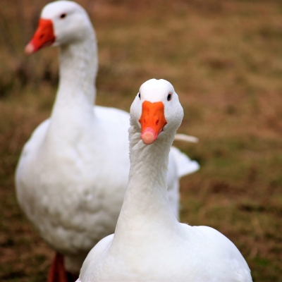 Die geretteten Gänse Nils & Marit im Land der Tiere