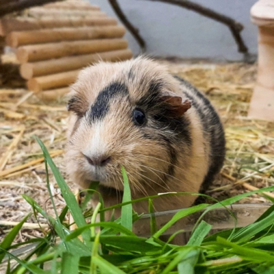 Meerschweinchen Piggidy im Land der Tiere