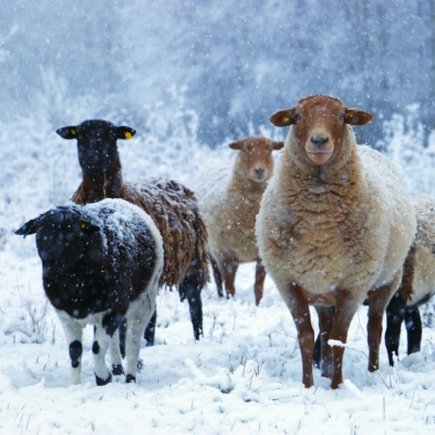 Die geretteten Schafe im winterlichen Land der Tiere