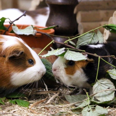 Meerschweinchen Mamacita trifft kurz nach ihrer Ankunft im Land der Tiere auf eine Tochter der Weihnachtsschweinchen