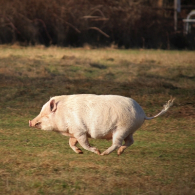 Minischwein Eddie flitzt durchs Land der Tiere