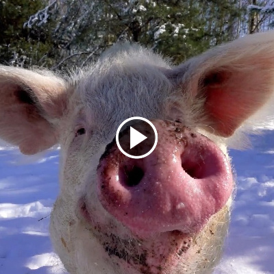 Schwein Rosalie im verschneiten Land der Tiere