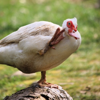 Die gerettete Ente Jente im Land der Tiere