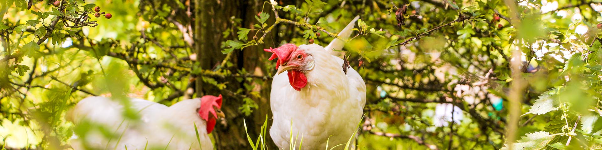 Die geretteten Hühner, die Lehmanns, im Land der Tiere