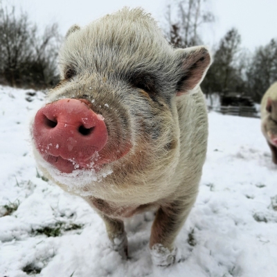 Minischwein Lilli im verschneiten Land der Tiere