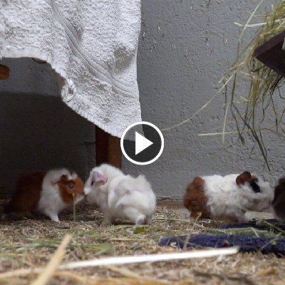 Meerschweinchenbabys kurz nach der Geburt im Land der Tiere