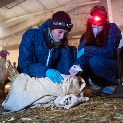 Die zwei Puten Ashley und Wendy während ihrer Rettung von zwei Aktivistinnen aus einer deutschen Mastanlage