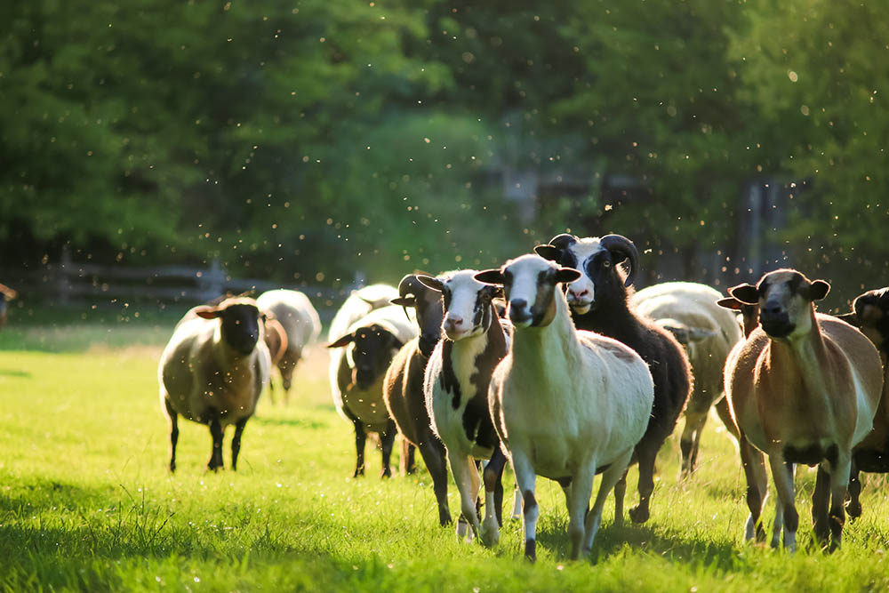Die geretteten Schafe im Land der Tiere