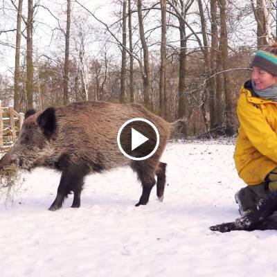 Wildschwein Pippa hat Heu im Mund im winterlichen Land der Tiere