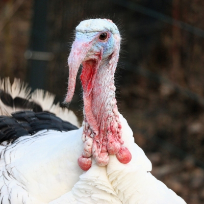 Puter Aljosha im Land der Tiere