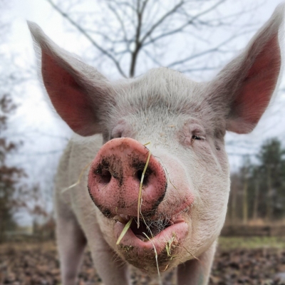 Schwein Anni isst Heu im Land der Tiere
