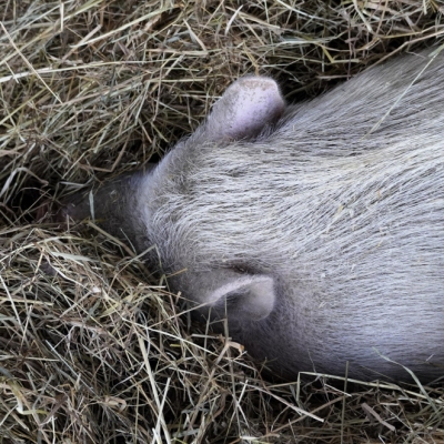 Minischwein Eddie schläft in seinem Strohbett im Land der TIere