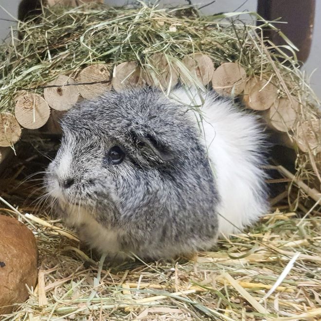 Meerschweinchen Flauschi im Land der Tiere