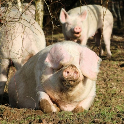 Die ehemalige „Zuchtsau“ Hanna genießt die Sonne im Schweineland im Land der Tiere