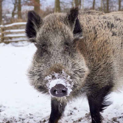 Wildschwein Pippa mit Schnee an der Schnauze im verschneiten Land der Tiere