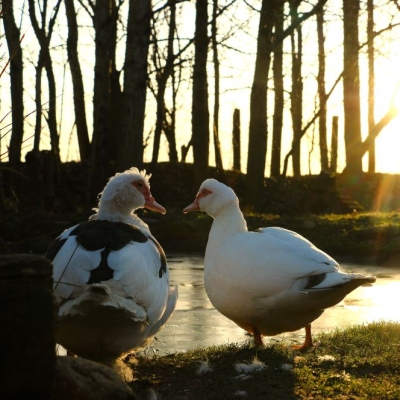 Die Enten Polente und Jente stehen vor ihrem gefrorenen Teich beim morgendlichen Sonnenaufgang im Land der Tiere