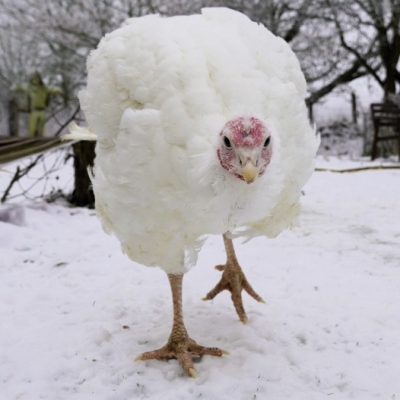 Pute Wendy im verschneiten Land der Tiere