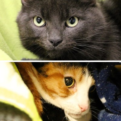 Ein zwei geteiltes Bild: Oben ist ein grauer Kater mit grünen Augen vor einem hellgrünen Hintergrund, einer Stoffdecke, zu sehen. Unten ist eine dreifarbige Katze zu sehen, die sich in mehreren Decken versteckt.