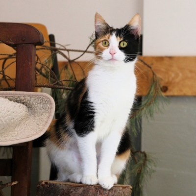 Eine dreifarbige ausgesetzte Katze sitzt auf einer Bank im Quarantänezimmer im Land der Tiere. Sie blickt in Richtung der Kamera.