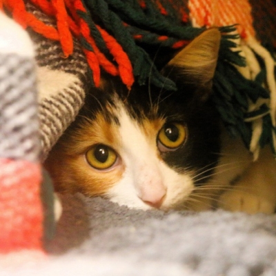 Zwei Fundkatzen im Land der Tiere