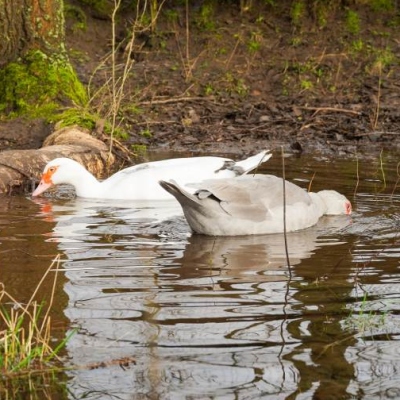 Die Enten Jente & Heidi schwimmen in ihrem Teich im Land der Tiere.