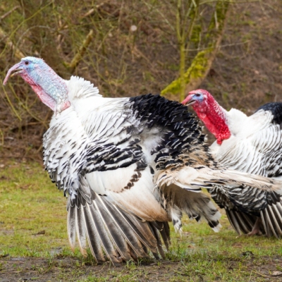 Die geretteten Puter Justus & Aljosha „jodeln“ im Land der Tiere