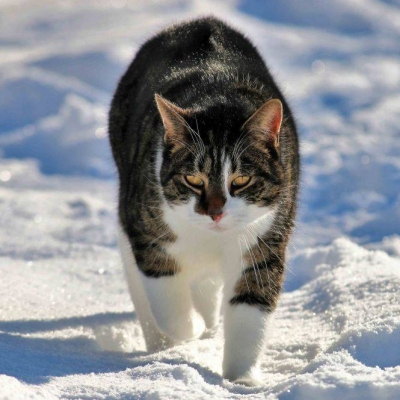 Kater Klaus im Land der Tiere