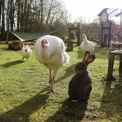 Puter Pü, Pute Wendy, Huhn Cosma und die Kaninchen im Land der Tiere