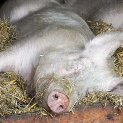 Die gerettete Schweinefamilie liegt in ihrem Strohbett im Land der Tiere und schläft