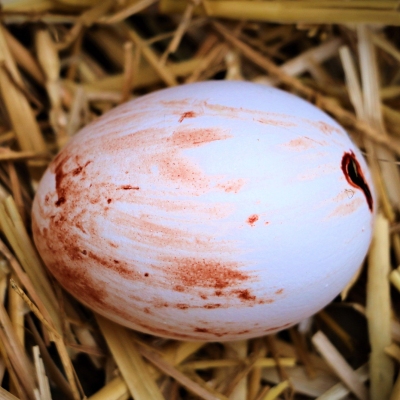 Ein blutverschmiertes Hühnerei liegt auf Stroh
