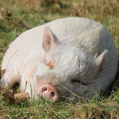 Minischwein Eddie hält ein Mittagsschläfchen in der Sonne und liegt dabei im Gras im Land der Tiere