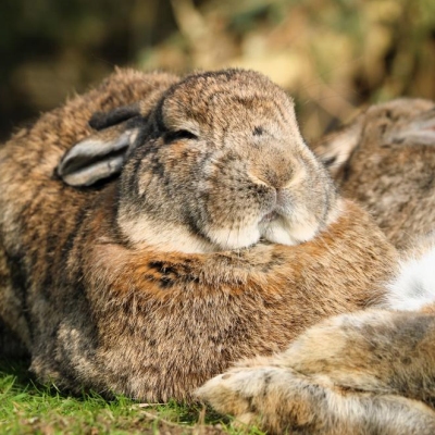 Die geretteten Kaninchen, Familie Dr. Hasenbein, liegen entspannt im grünen Gras im Land der Tiere. Ihre Augen sind geschlossen und sie genießen den Sonnenschein.