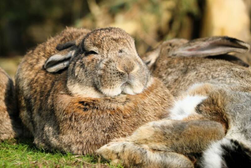 Kaninchen-Kuschelhaufen - Land der Tiere