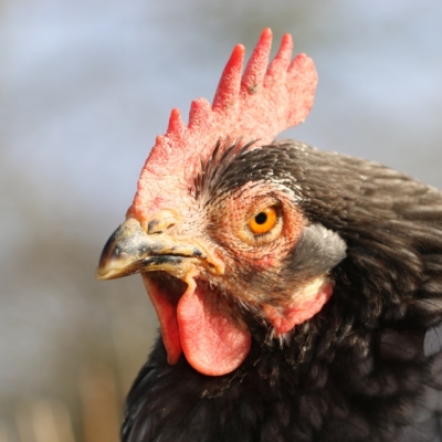 Huhn Grisela in der Nahaufnahme