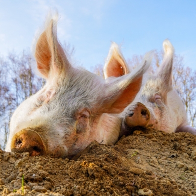 Die zwei geretten Schweine-Geschwister Pia & Hein liegen aneinander gekuschelt auf einem Erdhügel im Schweineland im Land der Tiere und machen ein Nickerchen.